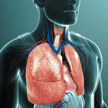 Diabetes Health: Your Respiratory System